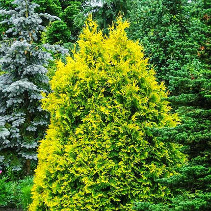 Туя західна Санкіст / С3 / h 30-40 / Thuja occidentalis Sunkist, фото 2