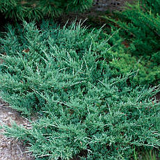 Ялівець горизонтальний Hughes 2 річний, Можжевельник горизонтальный Хюз, Juniperus horizontalis Hughes, фото 3