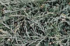 Ялівець горизонтальний Hughes 2 річний, Можжевельник горизонтальный Хюз, Juniperus horizontalis Hughes, фото 5