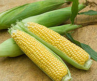 Семена Кукуруза " Брусница" 5кг скороспелый сорт зерна желтые, сочные и сладкие, отличные вкусовые качества