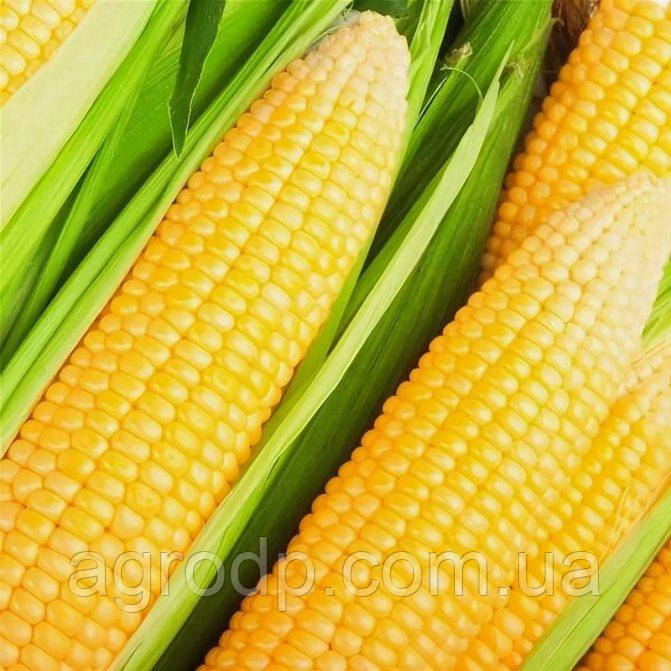 Семена Кукуруза" Лвкомка" 25кг сорт раннеспелый урожайный для использования в свежем и консервированом виде - фото 1 - id-p1755077188