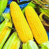 Семена Кукуруза "Ароматная "1кг высокоурожайный раннеспелый сорт супер сладкая детям на радость весовые семена