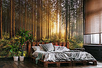 Флизелиновые фотообои восход 312x219 см Природа Деревья 3D Солнце в весеннем лесу (14185VEXXL)+клей