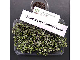 Капуста червоно-качане насіння для мікрозелені (8 грам)