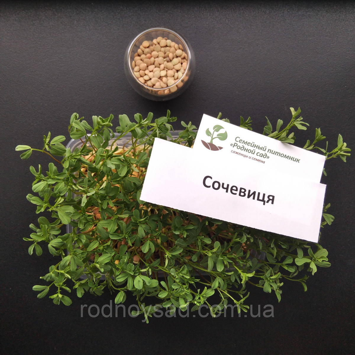 Чечевица семена для микрозелени (20 грам) - фото 1 - id-p1755114689