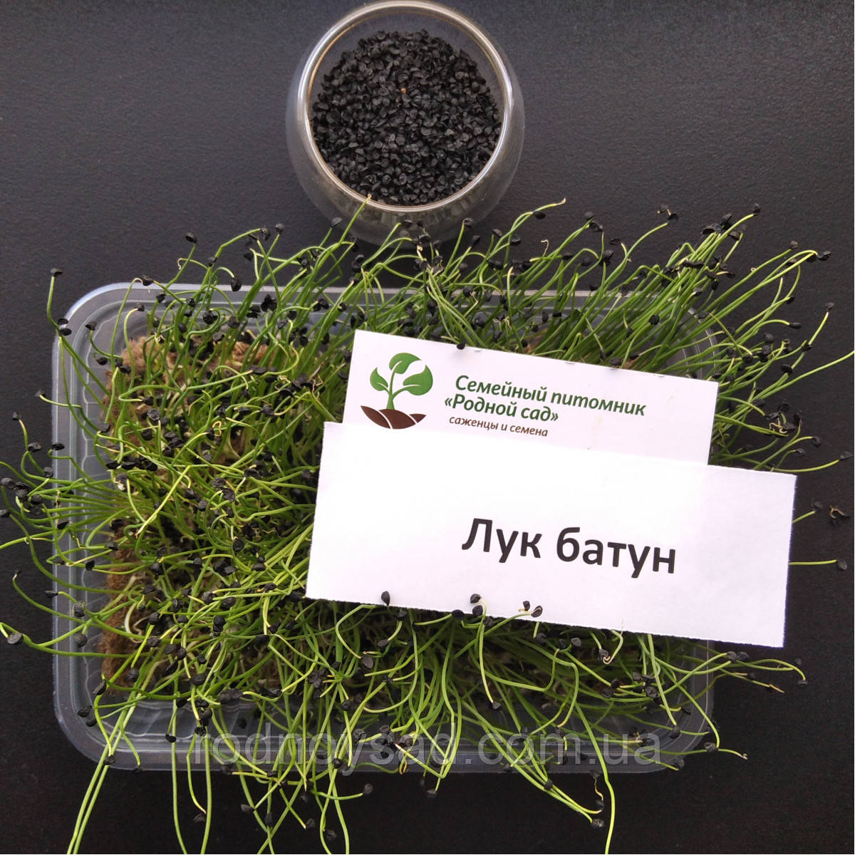 Лук батун насіння для мікрозелені (10 грамів)