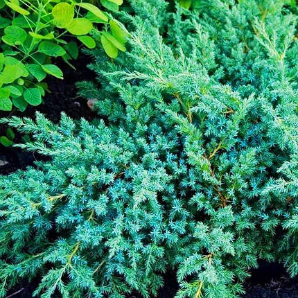 Ялівець лускатий Ханнеторп / Juniperus Hunnetorp, фото 2