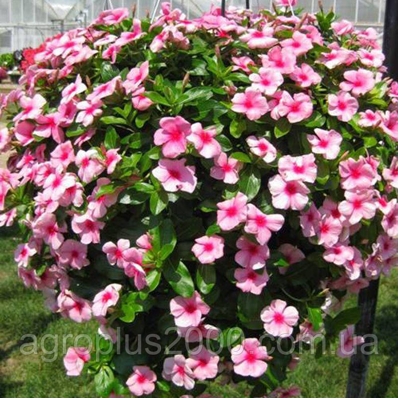 Насіння Катарантус (Барвінок) ампельний Кора Каскад F1 Стауберрі 100 насінин Syngenta