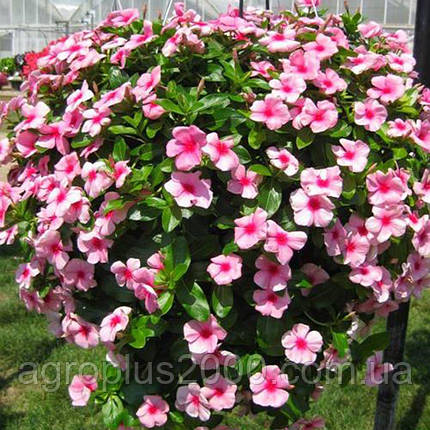 Насіння Катарантус (Барвінок) ампельний Кора Каскад F1 Стауберрі 100 насінин Syngenta, фото 1