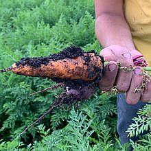 Каскад F1, B-mox, 100 000 сем. 1,4 - 1,6 насіння моркви Bejo