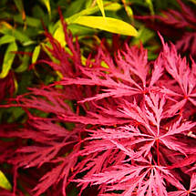 Клен японський Кримсон Квін / С2 / h 40-60 / Acer Crimson Queen, фото 2