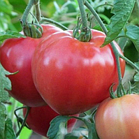 Томат ПУРКАРСЬКИЙ РОЗОВИЙ Елітний ряд 1 грам