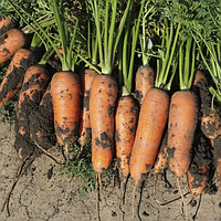Морква Чикаго F1 400 насіння