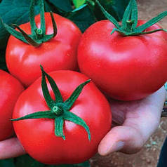 Насіння томату Маско  F1, 250 нас — середньоранній, індетермінантний, Clause
