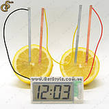 Овочевий годинник — "Vegetable Clock", фото 4