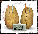Овочевий годинник — "Vegetable Clock", фото 5