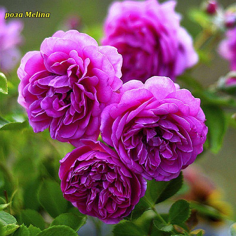 Троянда Melina (Меліна), фото 1