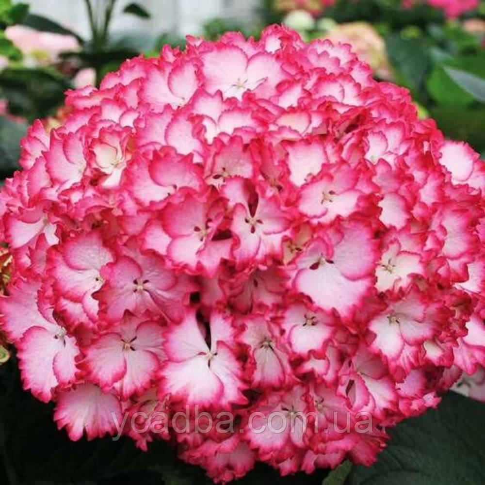 Гортензія крупнолистова Сальса, Salsa 19 (горшик 2л), фото 1