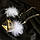 Карнавальний обруч ободок із білими Пір'ями "Янгол" No123 Aushal Jewellery, фото 8