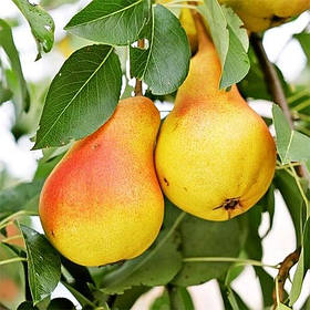 Саджанці груші "ВІЛЬЯМС"