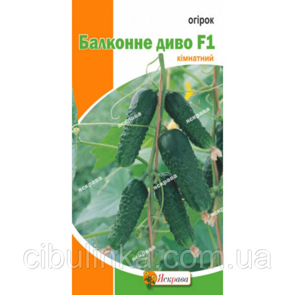 Огірок Балконне диво F1 (кімнатний) Яскрава 5 шт, фото 1