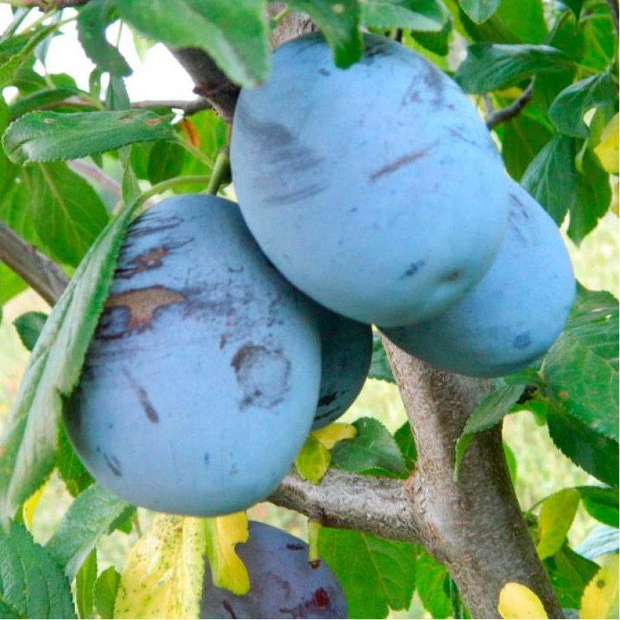 Саженцы сливы "Амерс" (среднеспелый сорт): продажа, цена в Черновцах ...