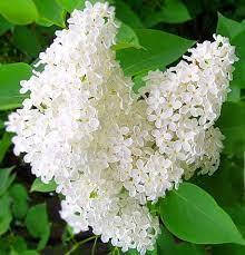 Саджанці Бузка "Звичайний"