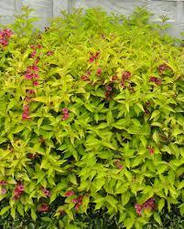 Вейгела квітуча Aurea 3 річна, Вейгела цветущая Ауреа, Weigela florida Aurea, фото 5