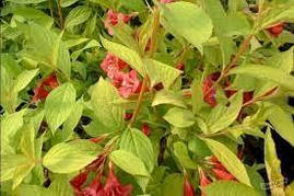 Вейгела квітуча Aurea 3 річна, Вейгела цветущая Ауреа, Weigela florida Aurea, фото 3