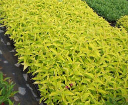 Вейгела квітуча Aurea 3 річна, Вейгела цветущая Ауреа, Weigela florida Aurea, фото 4