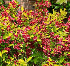 Вейгела квітуча Aurea 3 річна, Вейгела цветущая Ауреа, Weigela florida Aurea, фото 2