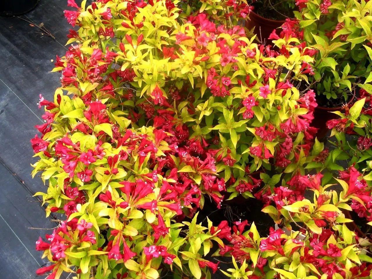 Вейгела квітуча Aurea 3 річна, Вейгела цветущая Ауреа, Weigela florida Aurea