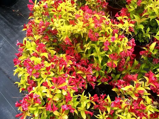 Вейгела квітуча Aurea 3 річна, Вейгела цветущая Ауреа, Weigela florida Aurea, фото 1