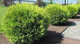 Туя західна Globosa Aurea 2 річна, Туя западная Глобоза Ауреа, Thuja occidentalis Globosa Aurea, фото 6