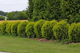 Туя західна Globosa Aurea 2 річна, Туя западная Глобоза Ауреа, Thuja occidentalis Globosa Aurea, фото 5