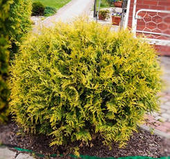 Туя західна Globosa Aurea 2 річна, Туя западная Глобоза Ауреа, Thuja occidentalis Globosa Aurea, фото 3