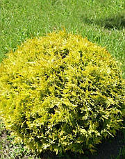 Туя західна Globosa Aurea 2 річна, Туя западная Глобоза Ауреа, Thuja occidentalis Globosa Aurea, фото 4
