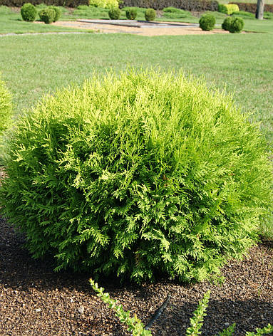 Туя західна Globosa Aurea 2 річна, Туя западная Глобоза Ауреа, Thuja occidentalis Globosa Aurea, фото 1