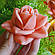 Троянда з мила ручної роботи в куполі, фото 6