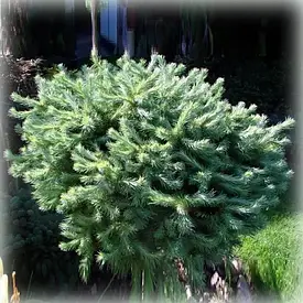 Модрина японська Blue Ball на штамбі 1м, Лиственница японская Блу Болл на штамбе, Larix kaempferi Blue Ball