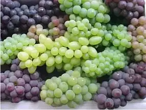Технічні сорти винограду