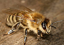 Бджоломатка Карніка плідна