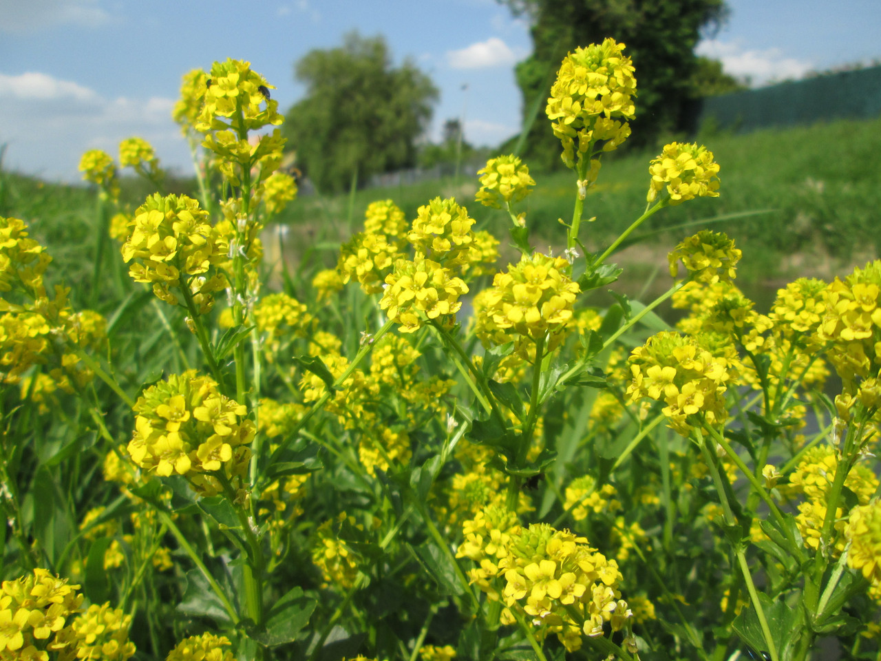 Суріпиця Горлиця (свиріпа) насіння