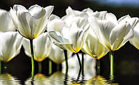 Красивая природа фото обои 368x254 см 3Д Бело-желтые тюльпаны на черном фоне (1101P8)+клей