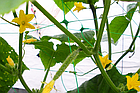 Сітка для шпалера, PLANT NET 8 г/м2, 15x17 см, 2x20м, 
AS-CN08151720020, фото 4