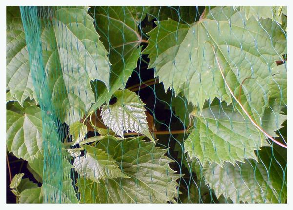 Сітка захисна від птахів, BIRD NET, 7g/м2, 19х19мм, 5х5м, AS-BN71919505, фото 1
