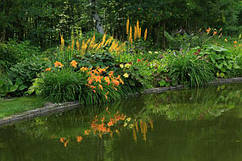 ЛІЛЕЙНИК ФУЛЬВА КВАНСО (дорослий кущ у технологічному горщику)