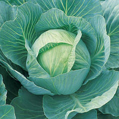 Насіння капусти Вісконт F1, 2500 насінин — пізній гібрид (130-135 днів), білокачанна, Clause