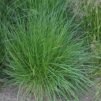 ЩУЧНИК ДЕРНИСТИЙ (дорослий кущ у технологічному горщику)