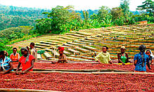 Кава в зернах Royal-Life Арабіка Ефіопія Йоргачеф (Іргачіф), 1 кг, фото 4